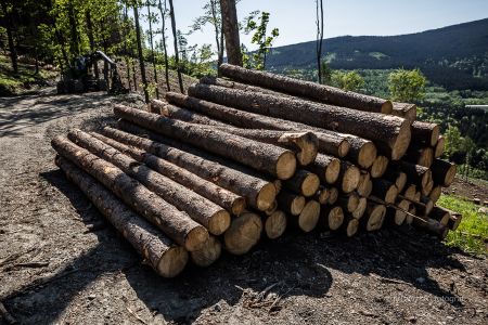 2018, kalamita Jeseníky – kůrovcová kalamita v Jeseníkách, foceno pro Hospodářské noviny