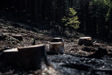 2018, kalamita Jeseníky – kůrovcová kalamita v Jeseníkách, foceno pro Hospodářské noviny